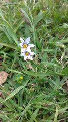 Sisyrinchium chilense
