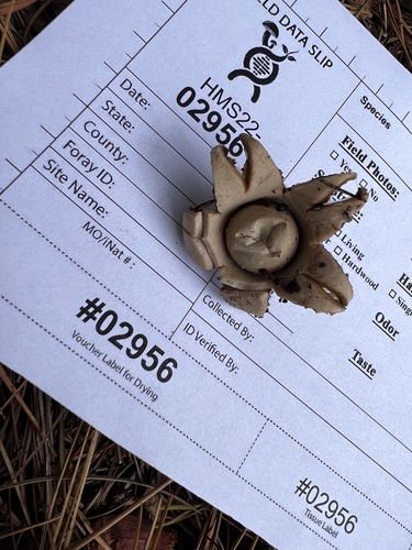 Geastrum triplex (Photo 2 of 2)
