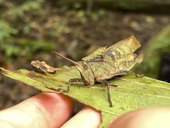 Colpolopha latipennis