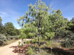 Pinus lumholtzii