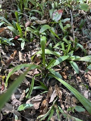 Spiranthes odorata