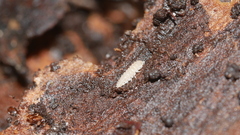 Haplophthalmus danicus