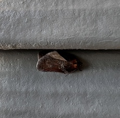 Acleris macdunnoughi