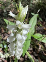 Spiranthes odorata