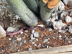 Masticophis flagellum piceus