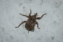 Phelypera distigma