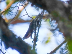 Stephanoxis loddigesii