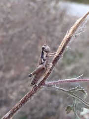 Melanoplus rusticus