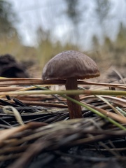 Austroboletus gracilis