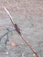 Melanoplus rusticus