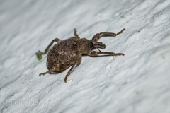 Phelypera distigma
