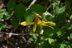 Arnica cordifolia