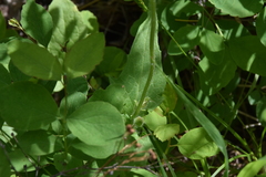 Arnica cordifolia