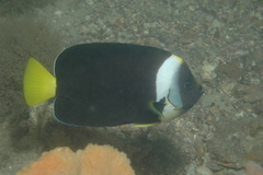 Chaetodontoplus meredithi