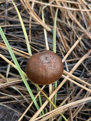 Austroboletus gracilis