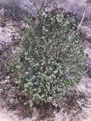 Malacothamnus fasciculatus