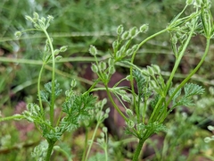 Daucus
