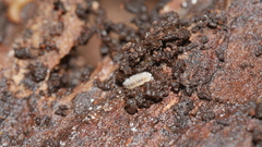 Haplophthalmus danicus