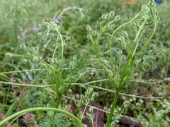 Daucus