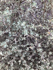 Malacothamnus fasciculatus