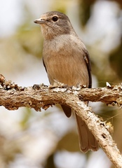 Melaenornis fischeri