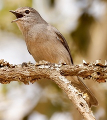 Melaenornis fischeri
