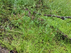 Daucus