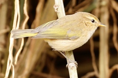 Phylloscopus umbrovirens