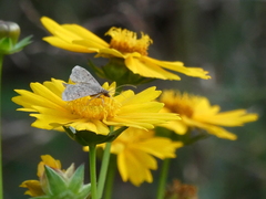 Pilocrocis ramentalis