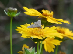 Pilocrocis ramentalis