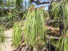 Pinus lumholtzii