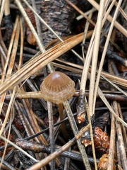 Mycena capillaripes
