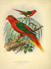 Josephine's Lorikeet photo 3