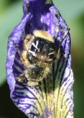 Trichiotinus assimilis