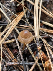 Mycena capillaripes