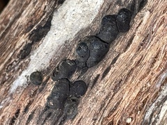 Daldinia childiae