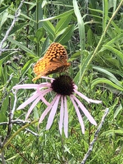 Echinacea pallida