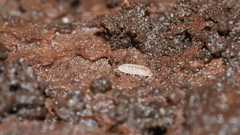 Haplophthalmus danicus