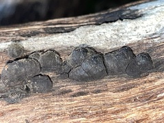 Daldinia childiae