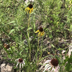 Echinacea pallida