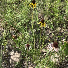 Echinacea pallida