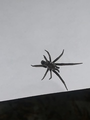 Kukulcania hibernalis
