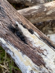 Daldinia childiae
