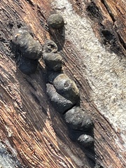 Daldinia childiae