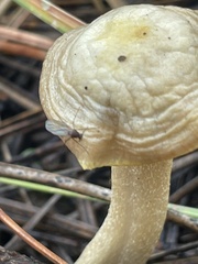 Mycetophila