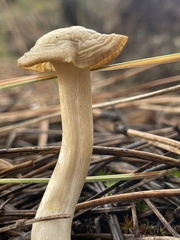 Clitocybe albirhiza