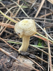 Clitocybe albirhiza