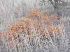Hermannia burchellii