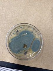 Penicillium