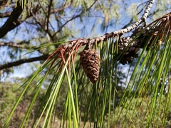 Pinus lumholtzii